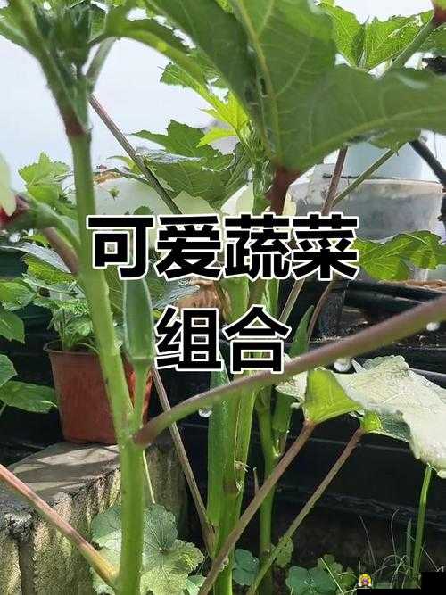 香蕉秋葵菠萝蜜黄瓜丝瓜的区别：外观口感营养大揭秘